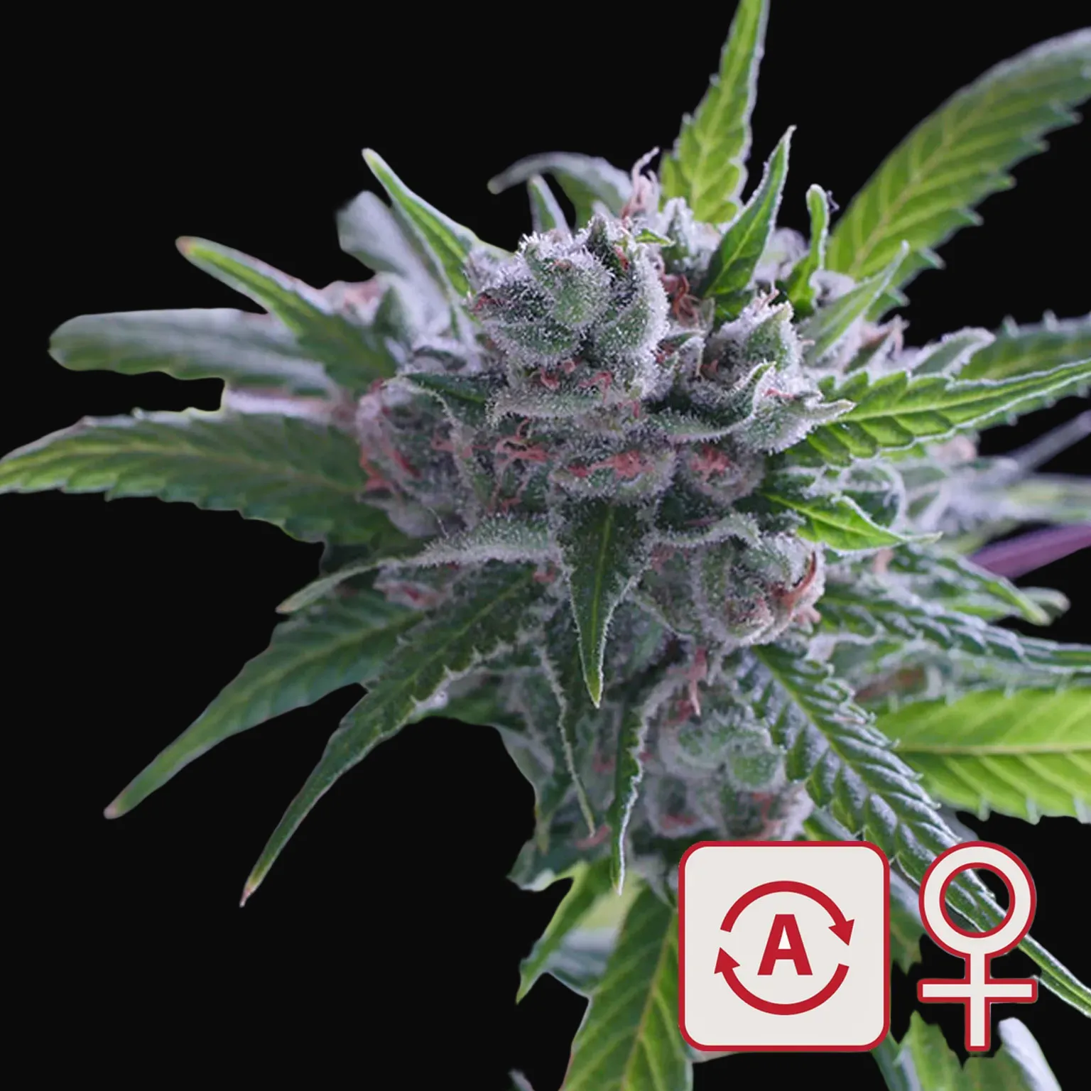 Space Mango Auto
