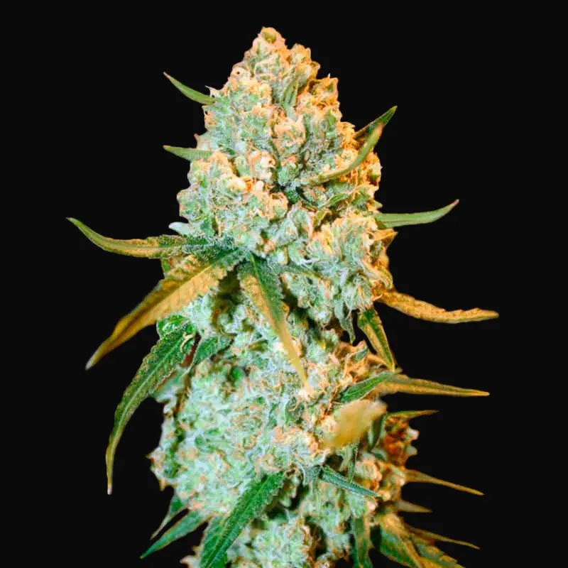 Special Crystal Haze