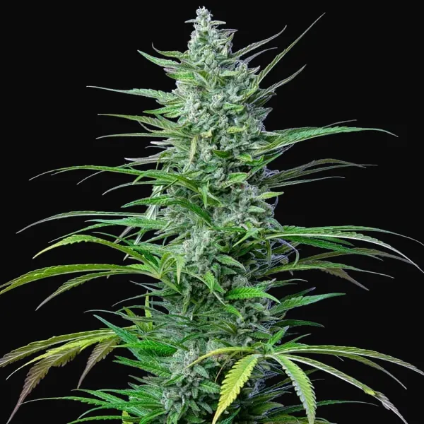 Special Kush 1