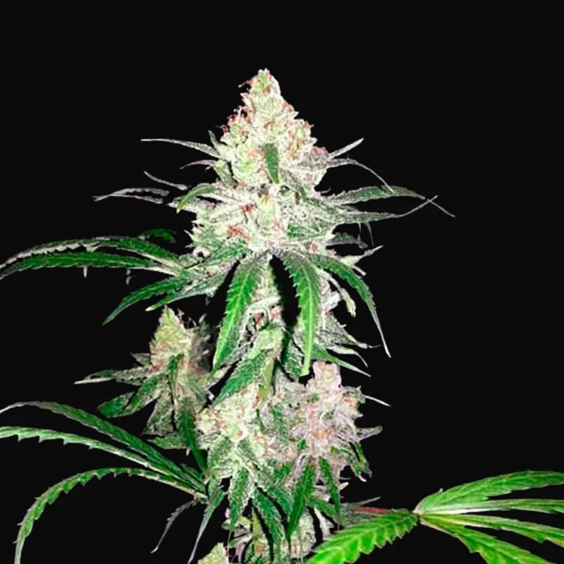 Special Lime Haze