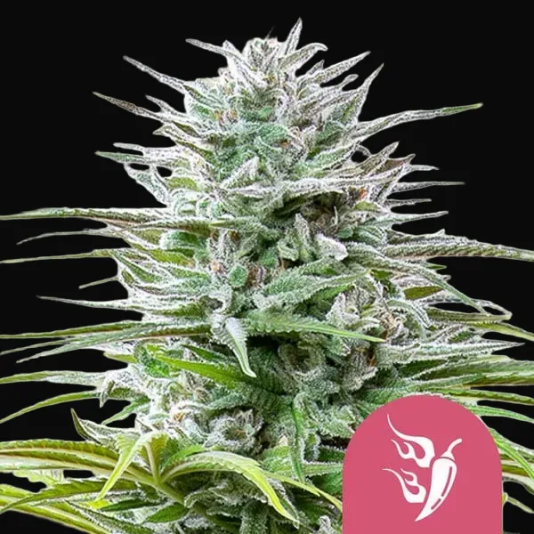 Speedy Chile (Fast Flowering)