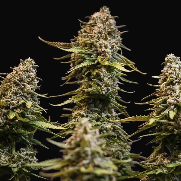 Speedy Chile (Fast Flowering)
