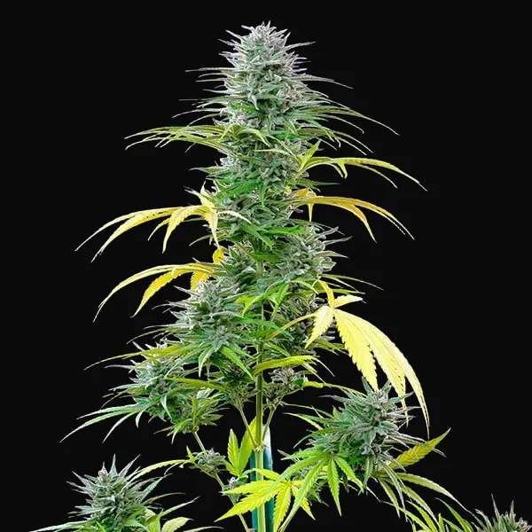 Speedy Chile (Fast Flowering)