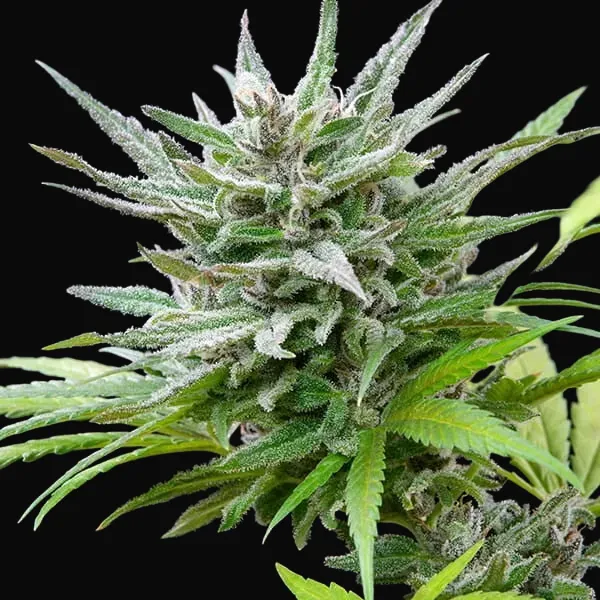 Speedy Chile (Fast Flowering)