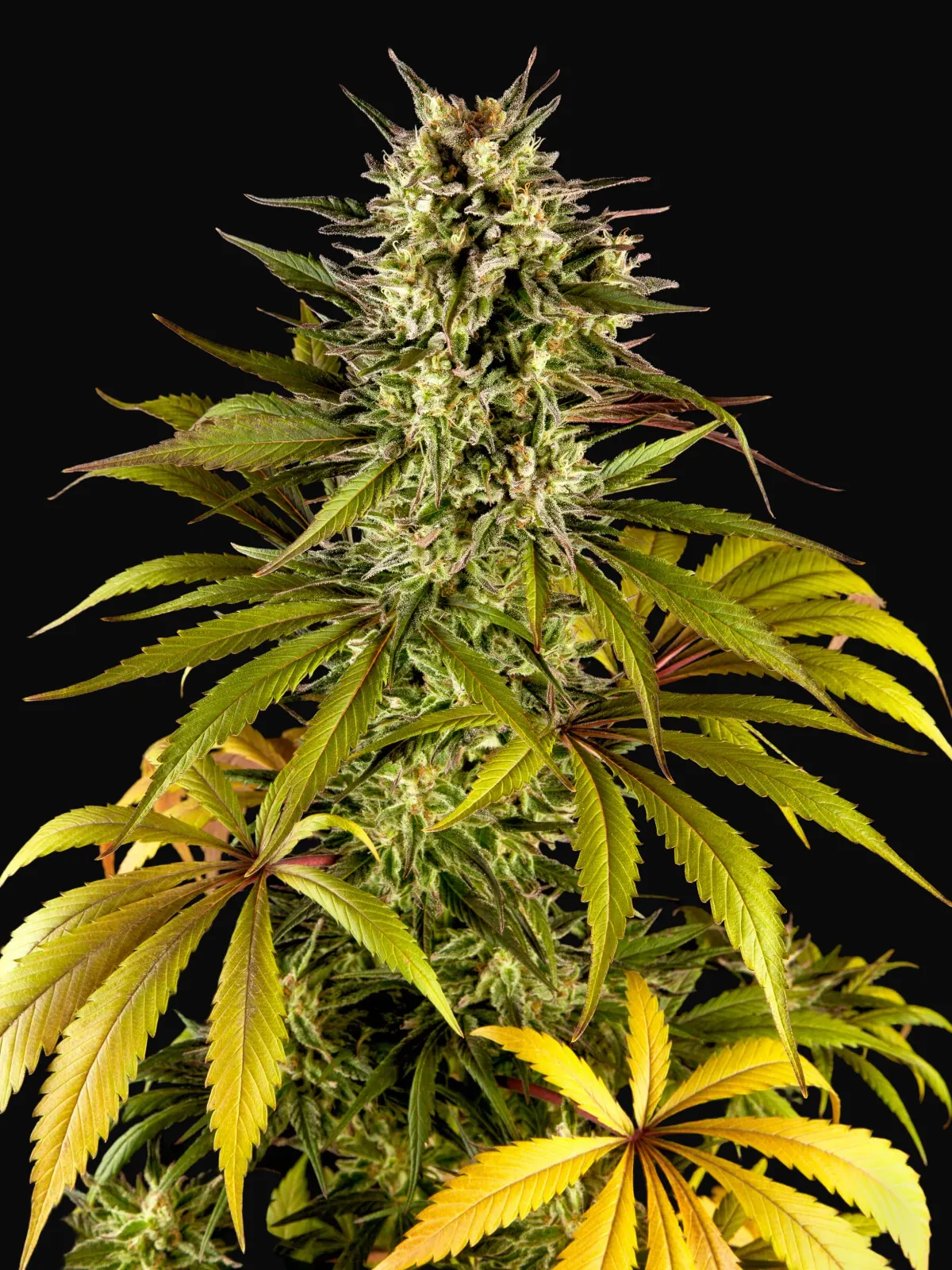 Spicy CBD