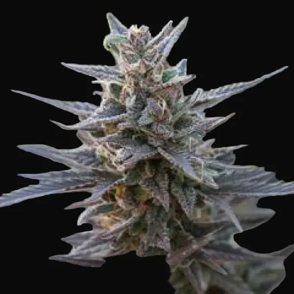 Spontanica Regular