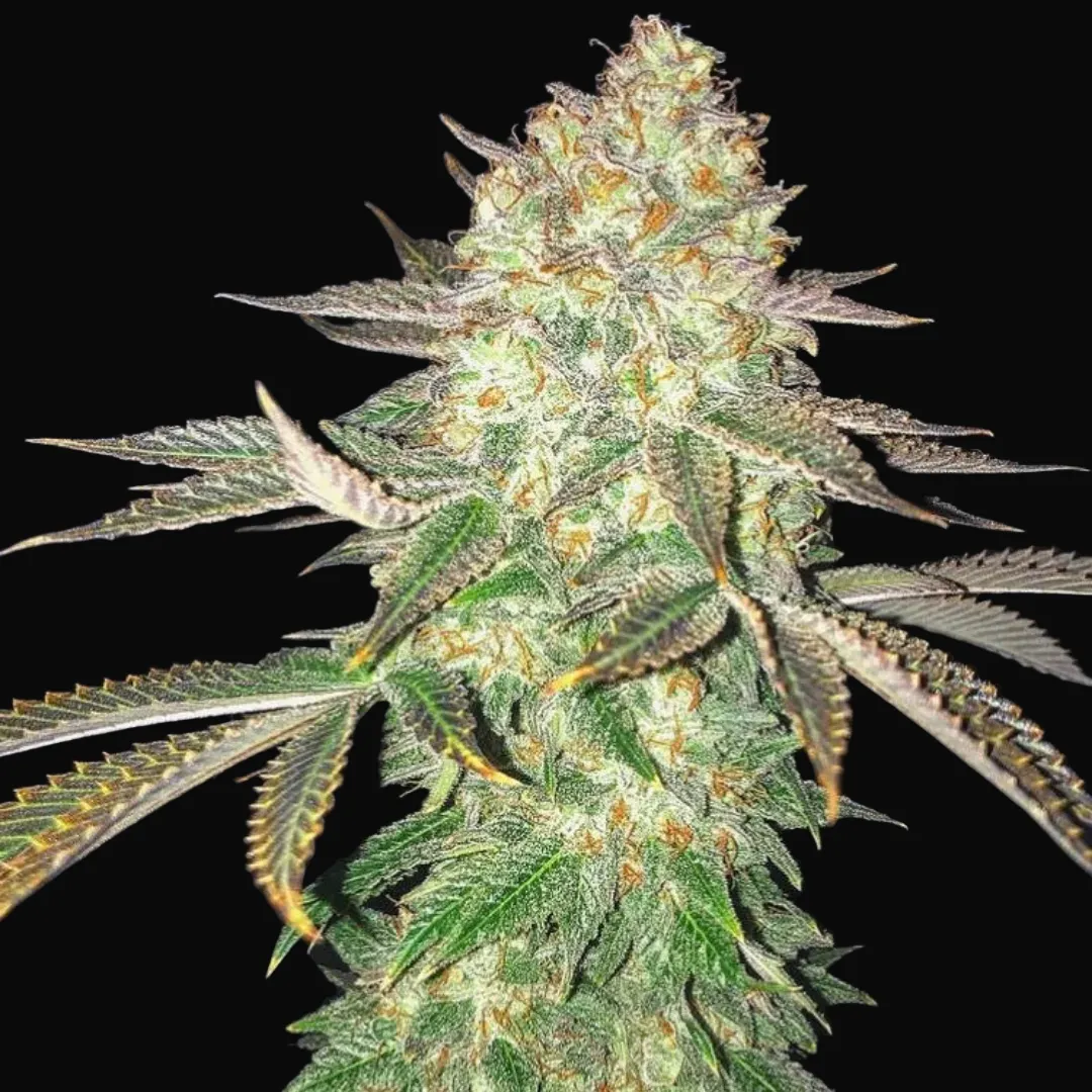 Spooky OG