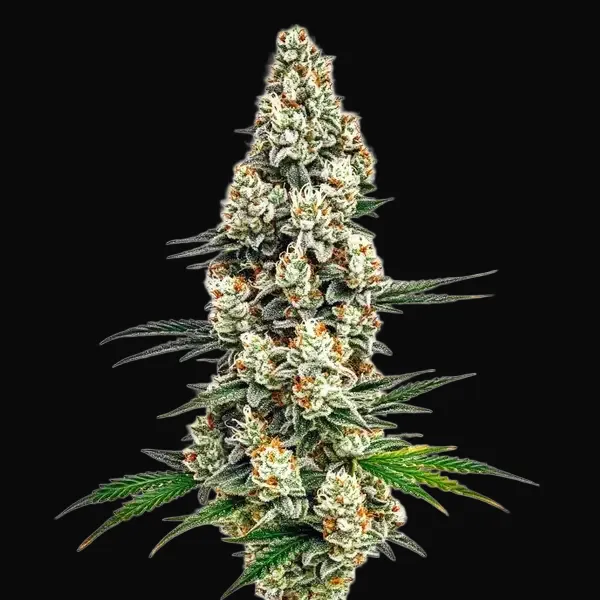 Stardawg