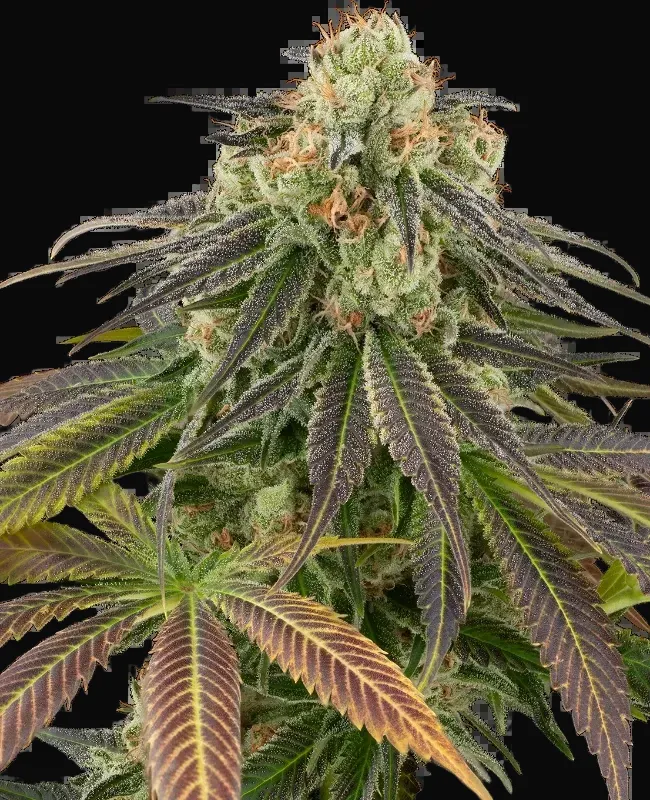 Stardust Kush Automatic