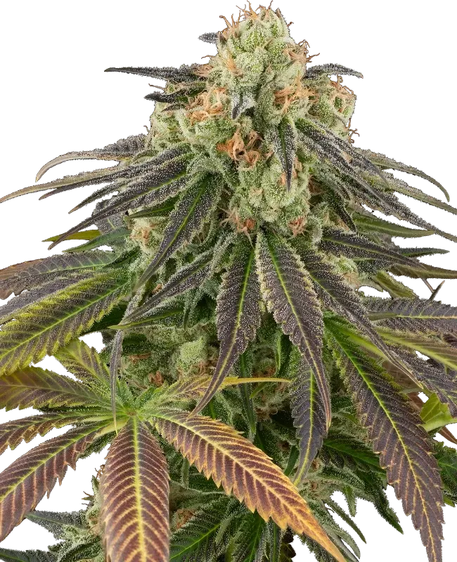 Stardust Kush Automatic
