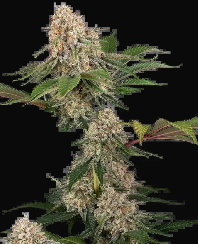 Sticky Berry Mints XXL
