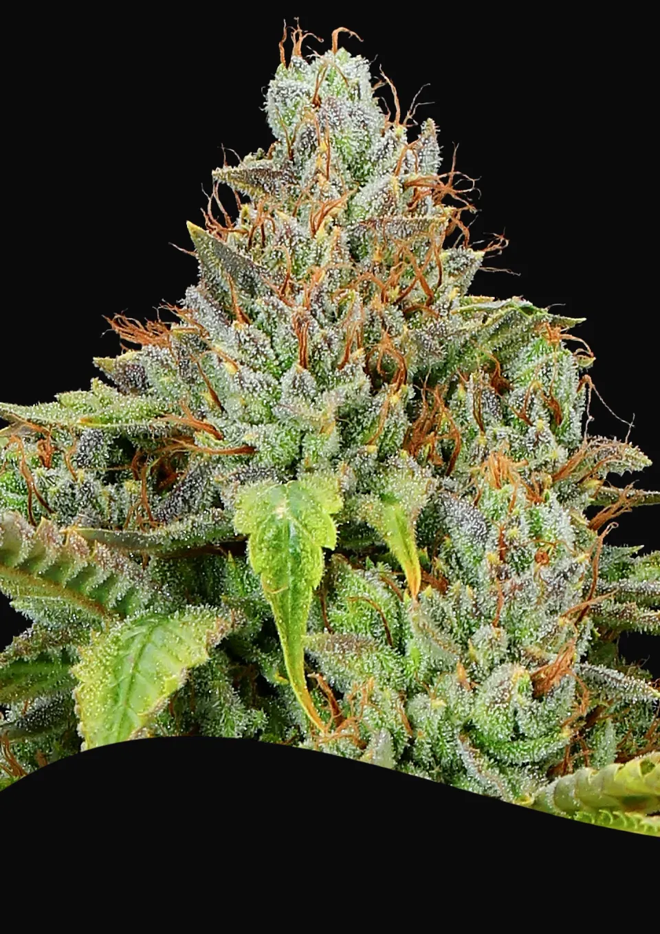 Sticky Boof Auto