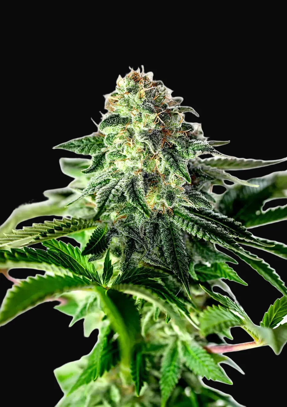 Sticky Dream Auto