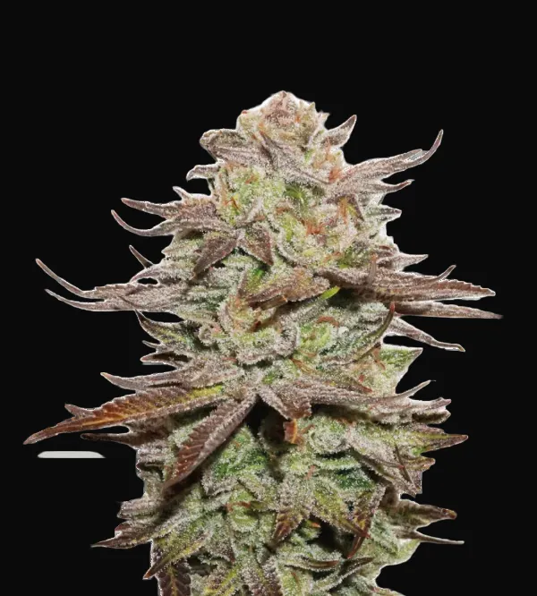 Sticky Fingers Auto