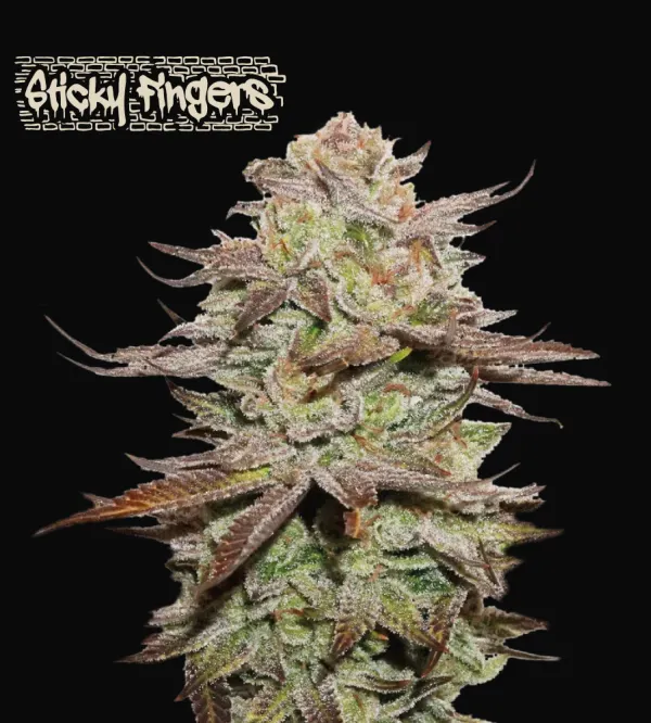 Sticky Fingers Auto