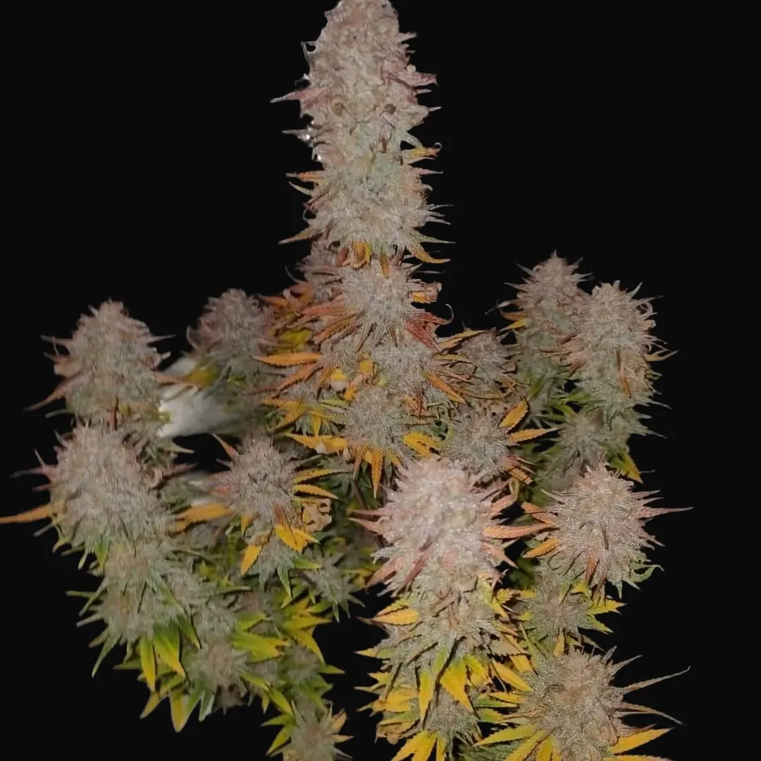 Sticky Gorilla #4