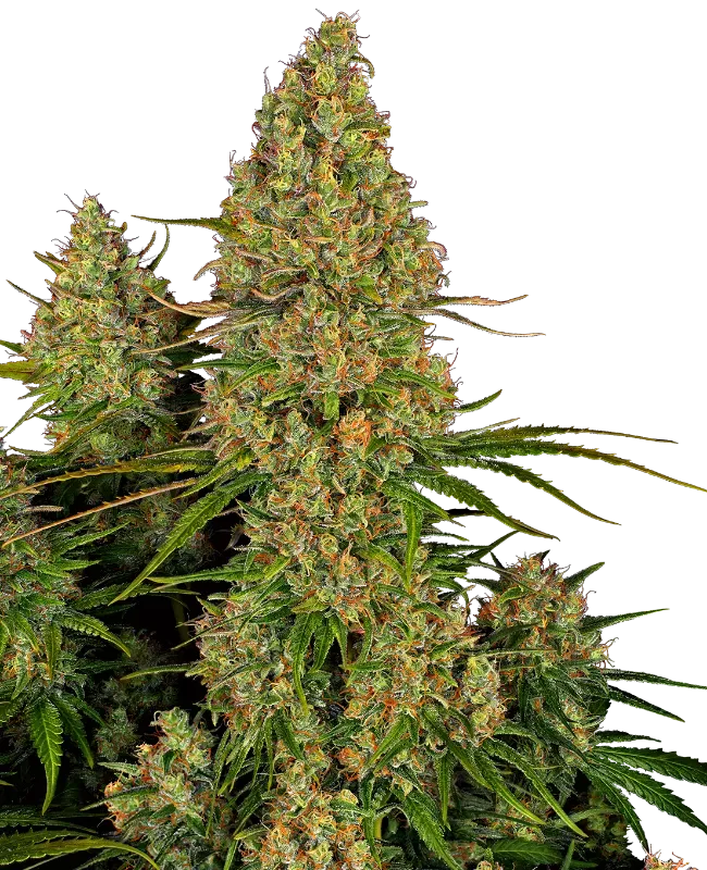 Sticky Orange XXL Automatic