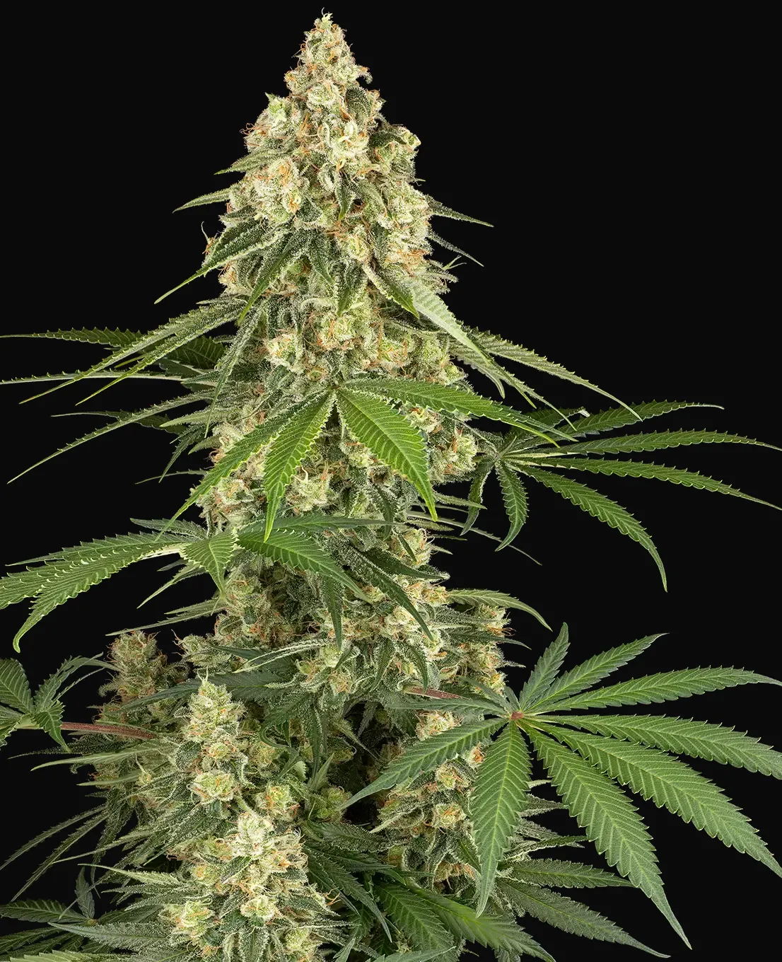 Sticky Orange XXL Feminized