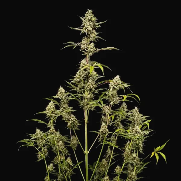 Sticky Queen Auto