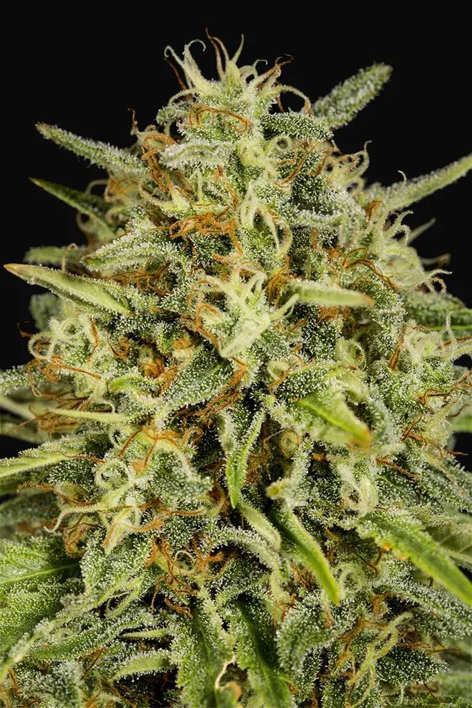 Strawberry Amnesia