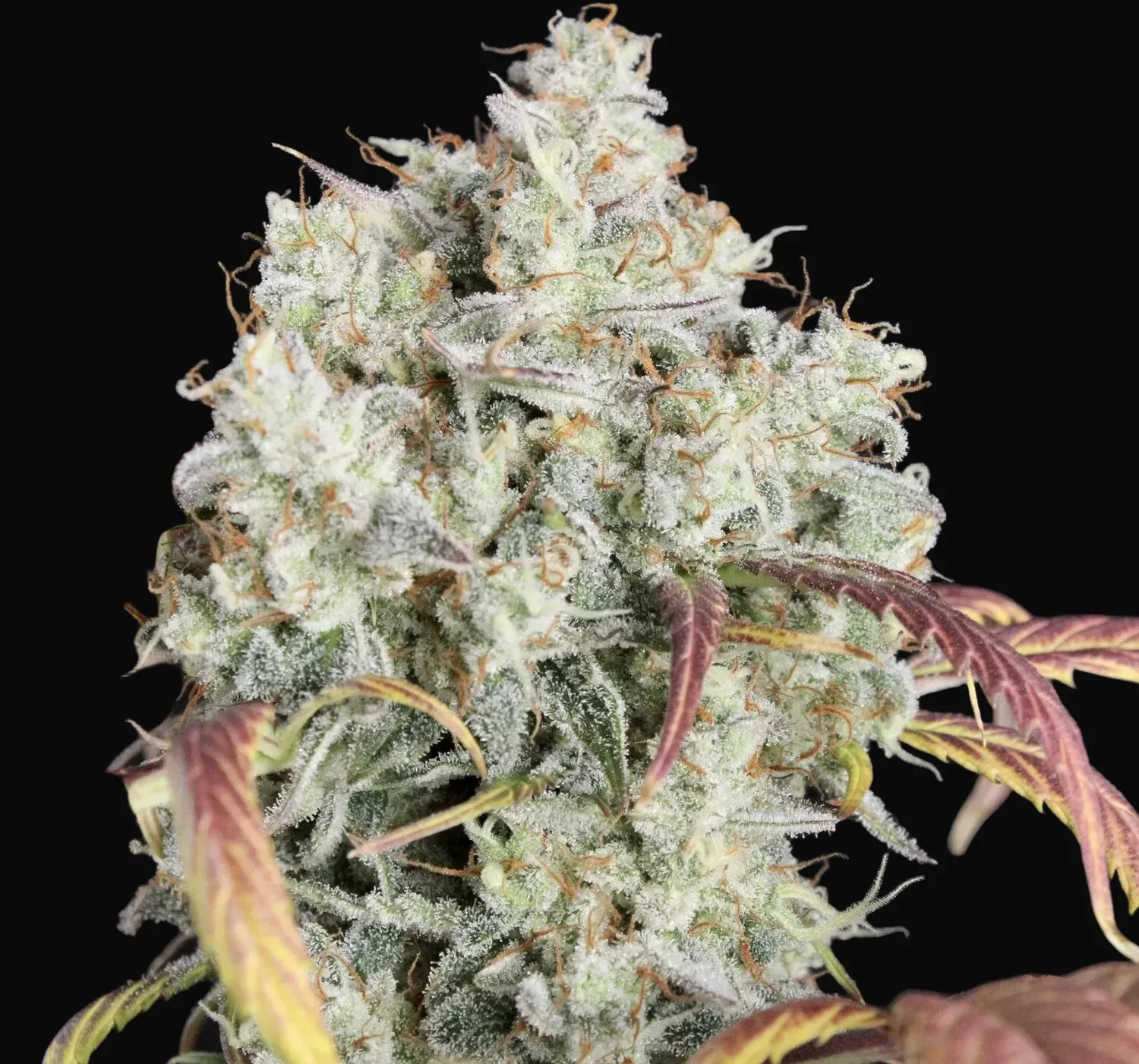 Strawberry Authoritah Auto