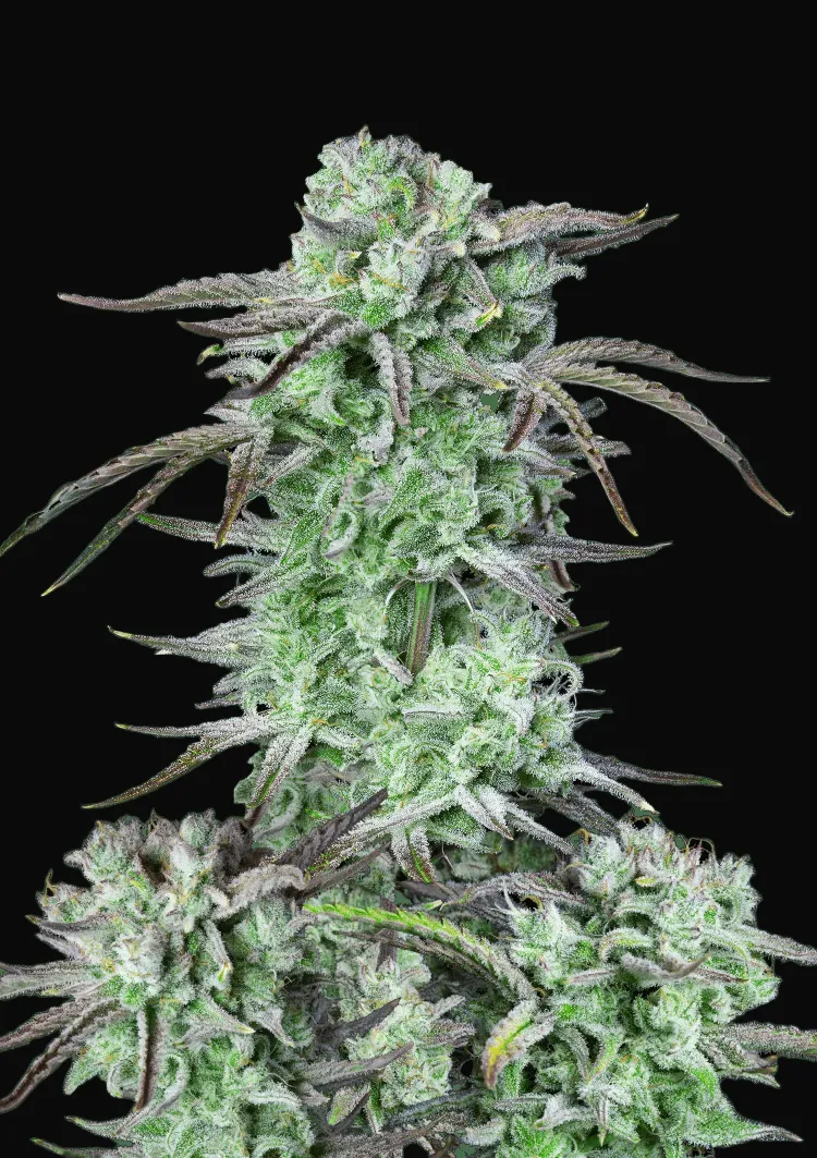 Strawberry Banana Auto