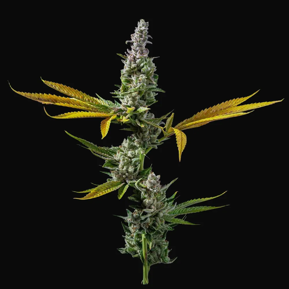 Strawberry Banana