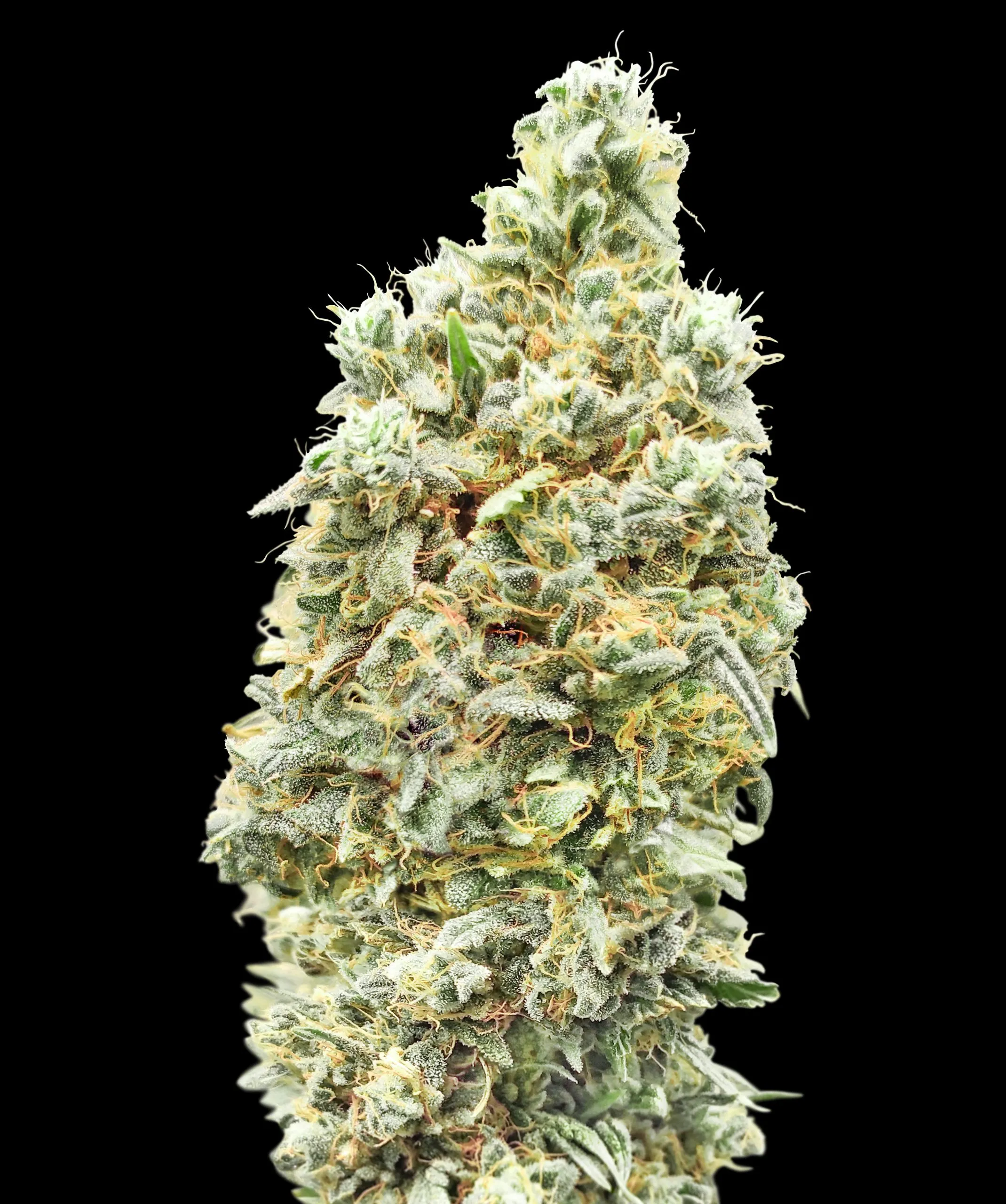 Strawberry Banana Fast