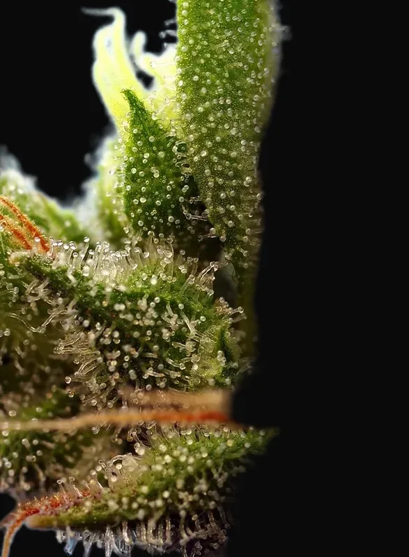 Strawberry Banana Gelato XL Auto
