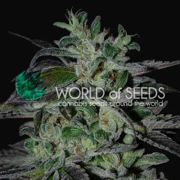 Strawberry Blue Early Harvest
