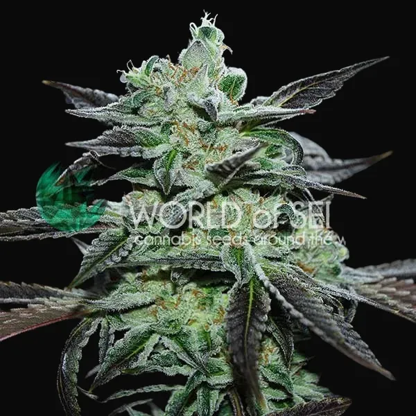 Strawberry Blue