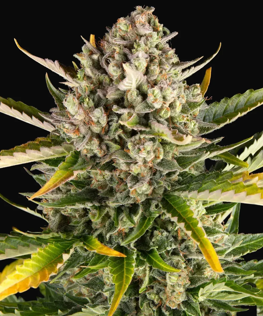 Strawberry Cheesecake Auto