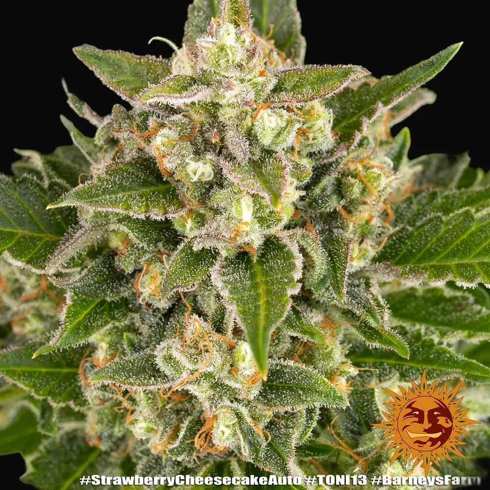 Strawberry Cheesecake Auto