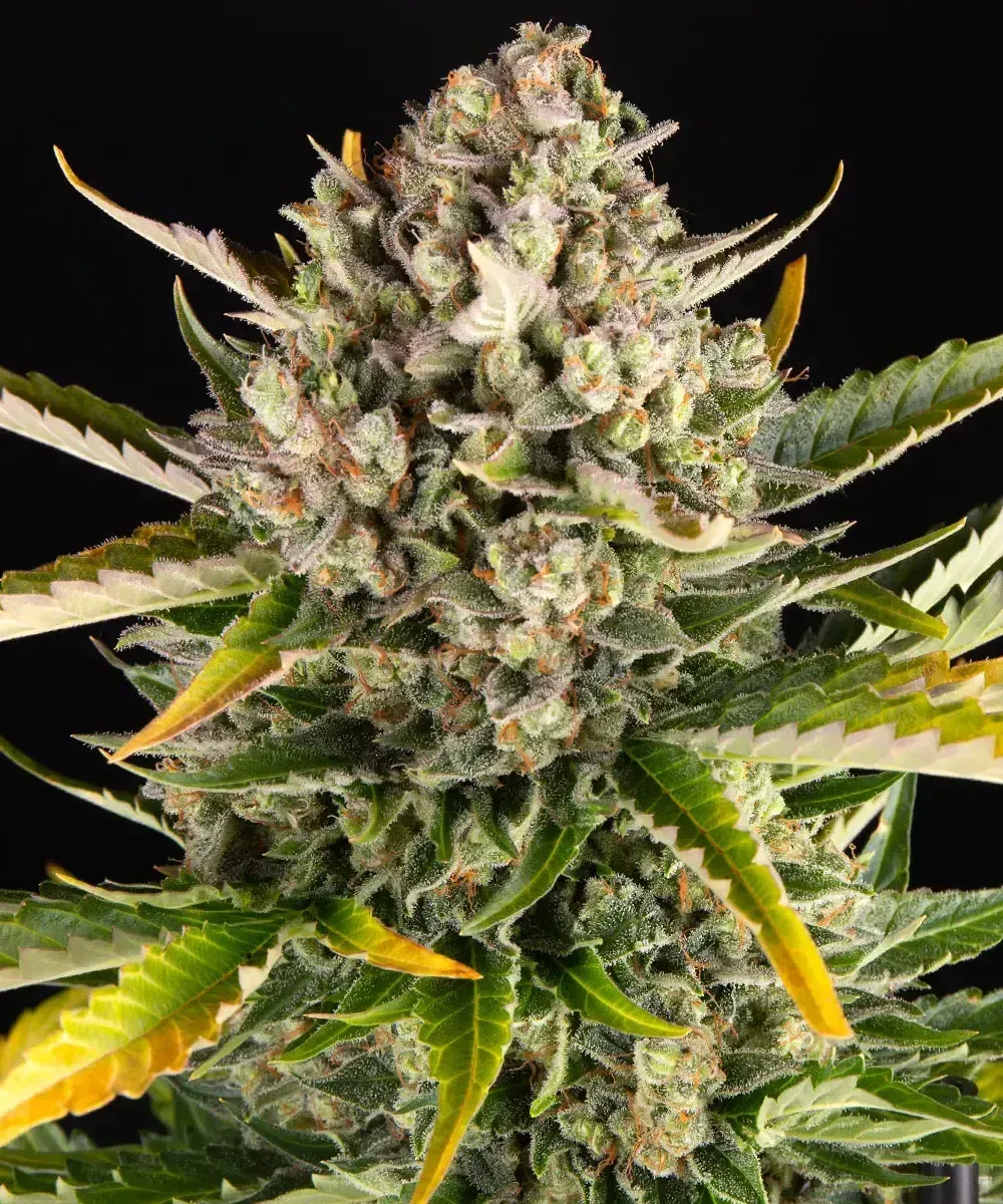 Strawberry Cheesecake Auto