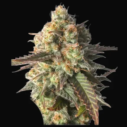 Strawberry Chemdawg OG