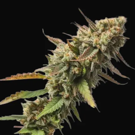 Strawberry Chemdawg OG