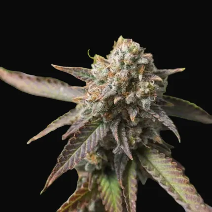 Strawberry Chemdawg OG