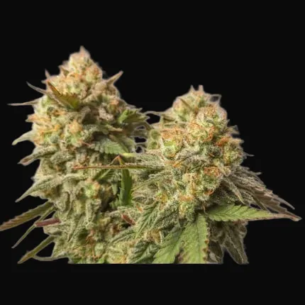 Strawberry Chemdawg OG
