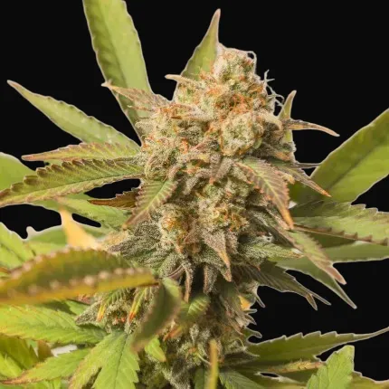 Strawberry Chemdawg OG