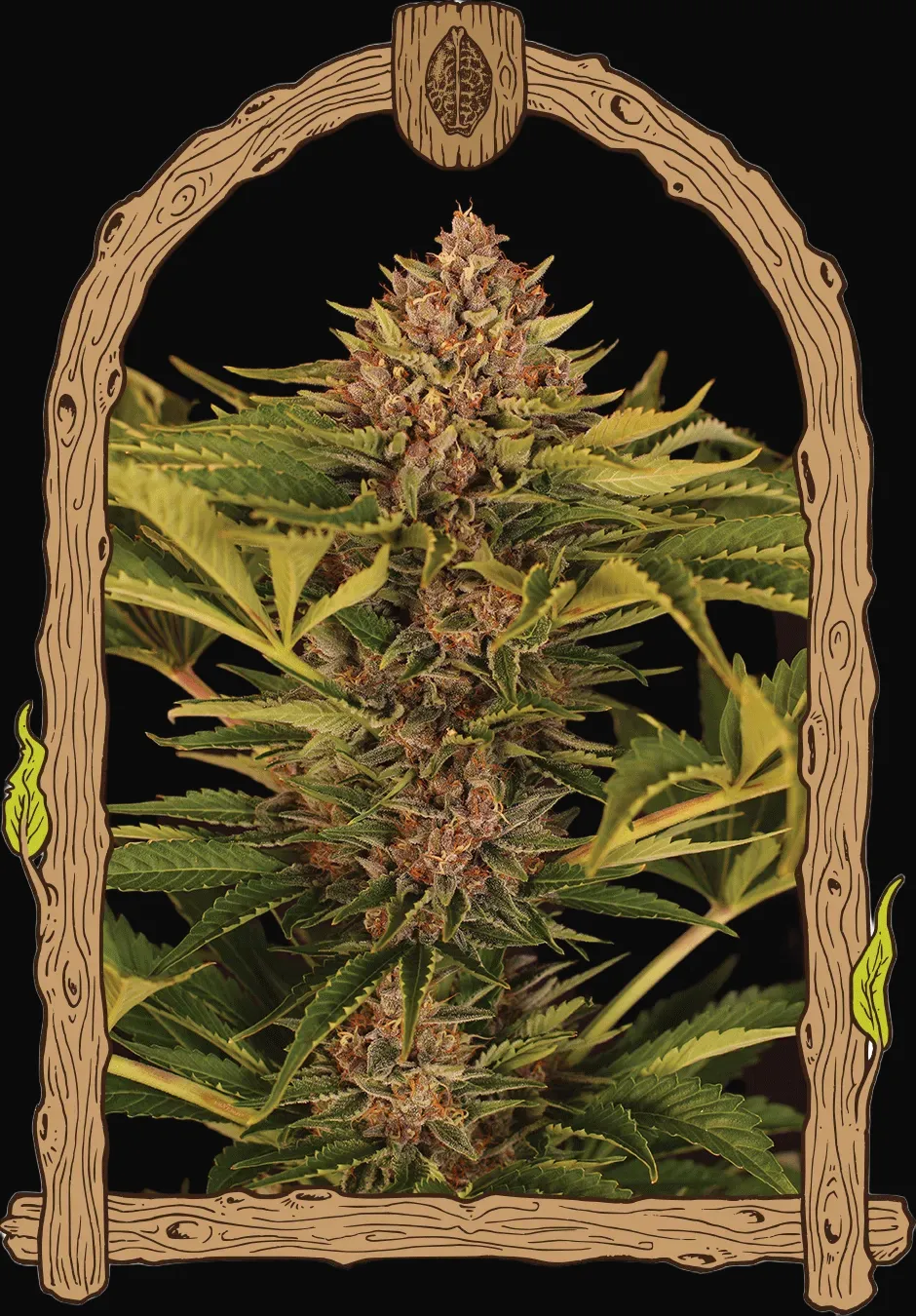 Strawberry Cola Auto