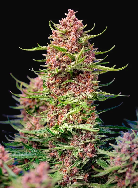 Strawberry Cola Sherbet F1 Fast Version