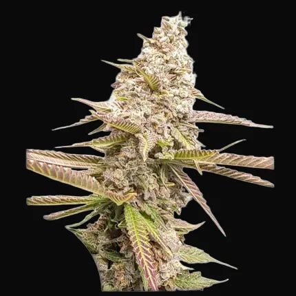 Strawberry Cookies