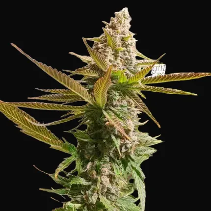 Strawberry Cookies