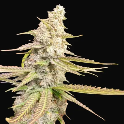 Strawberry Cookies
