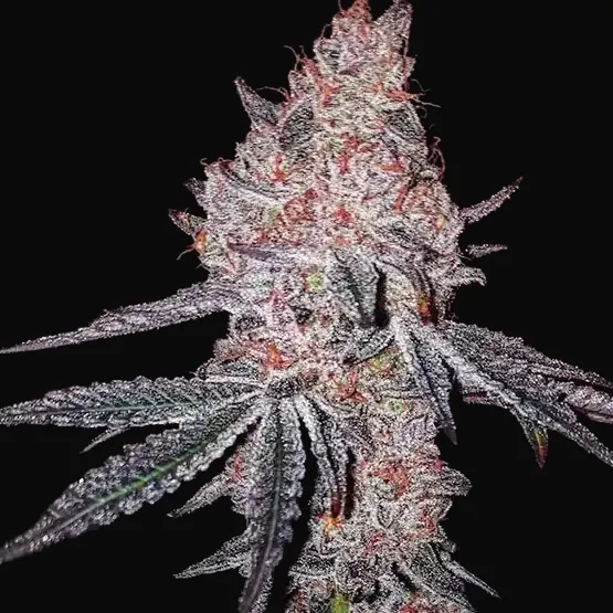 Strawberry Cookies OG R1