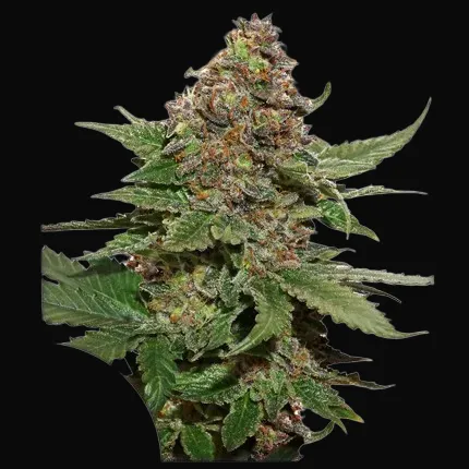 Strawberry Cough
