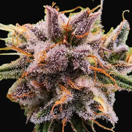 Strawberry Cough