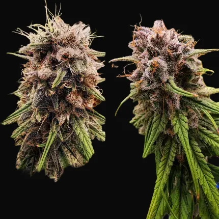 Strawberry Cough