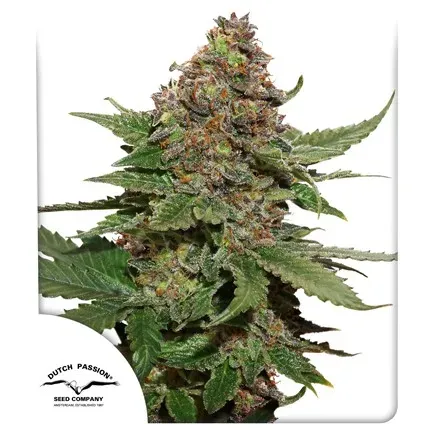 Strawberry Cough