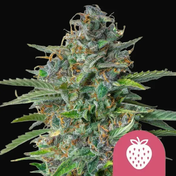 Strawberry Cough
